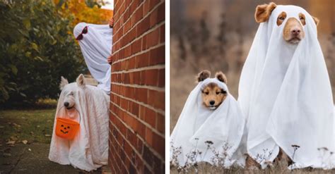 These Super Spooky Pets Dressed As Ghosts Are So Adorable Theyll Haunt