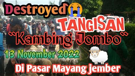 Harga Kambing Jombo Hancur Lebur Di Pasar Mayang 13 November 2022