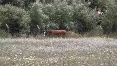 Elaz Da Kurban Bayram N N Ilk Ka A Kurbanl K Inek Sahibinin