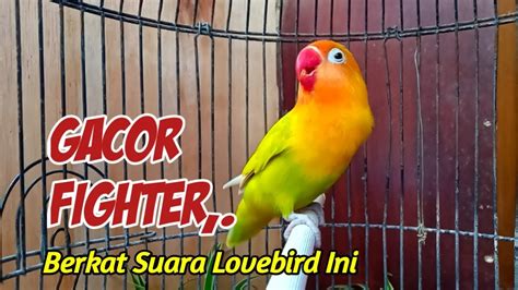 Berkat Suara Lovebird Ini Banyak Lovebird Semula Diam Kembali Gacor