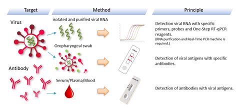 What Does A Rapid Covid 19 Antigen Test Detect - Infoupdate.org