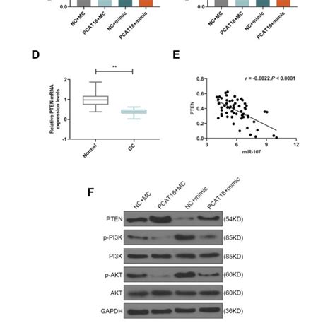 Pcat18 Regulated Cell Viability Of Gc Cells By Mir 107 Pten Pi3k Akt Download Scientific