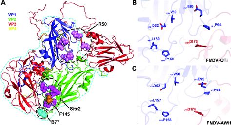 Key Epitope Residues At The Binding Interface A Key Epitope Residues