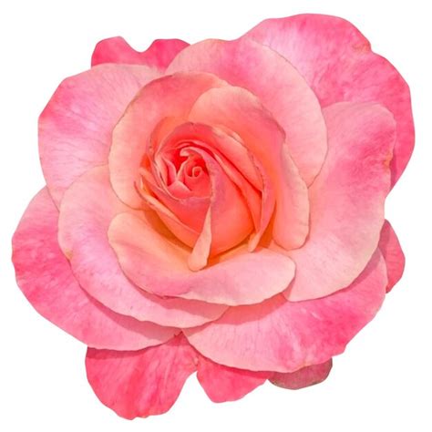 Premium Photo | Beautiful pink rose flowers