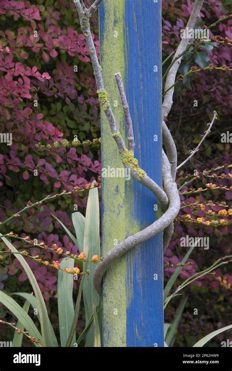 Blue Garden Post With Climbing Vine Branch Twining Around It Dusky