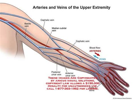 arm veins arteries - Google Search | Arteries and veins, Arm veins ...