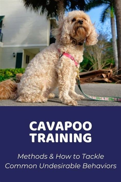 Cavapoo Vs Goldendoodle Comparing Temperament Size And Maintenance