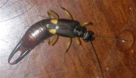 Earwig All You Need To Know Essential Tips And Facts For Homeowners