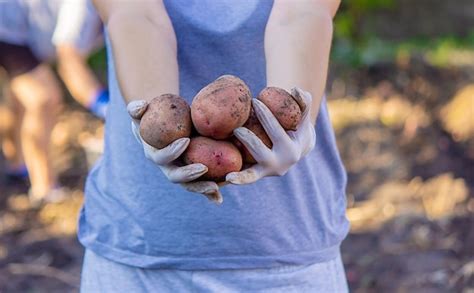 Premium Photo A Farmer With Dirty Hands Holds Freshly Picked Potatoes