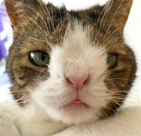 Cats With Down Syndrome Symptoms Cat Meme Stock Pictures And Photos