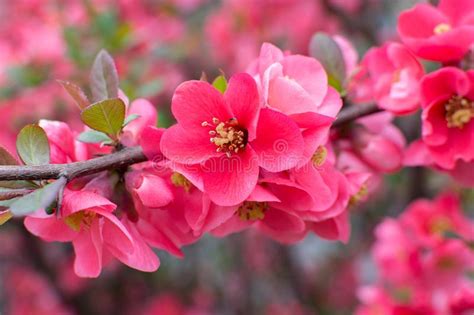 Las Flores Rosadas Con Los Brotes Florecieron En Un Arbusto En