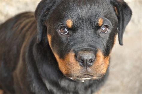 Rottweiler Health Issues and Problems | Canna-Pet®