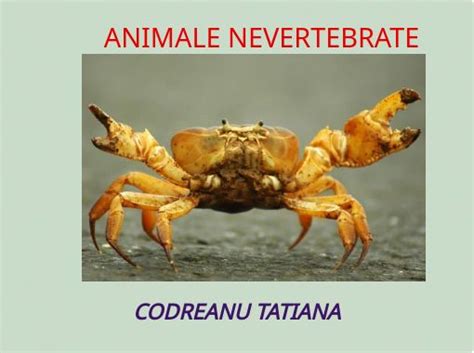 Animale Nevertebrate Free Stories Online Create Books For Kids