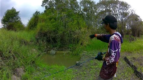 Banyak Ikan Gabus Yang Terjebak Di Kubangan Kecil Ini Akibat Rawa