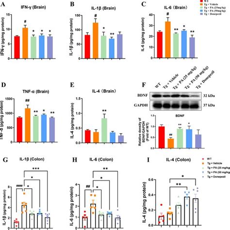 Effects Of Pa On Pro Inflammatory Cytokines Anti Inflammatory