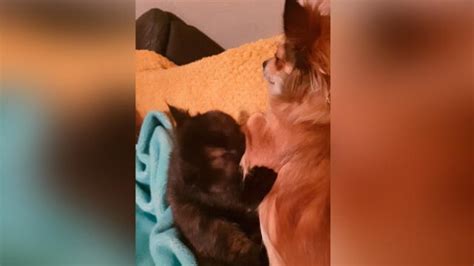 Facebook viral mujer deja a su gato en compañía de su perro y al