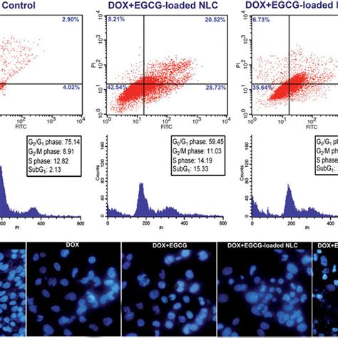 A The Percentage Of Apoptosis And Necrosis In MDA MB 231 Cells