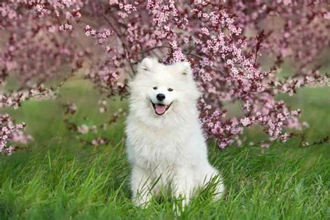 Samoyed vs Husky: What's The Difference? • helloBARK!