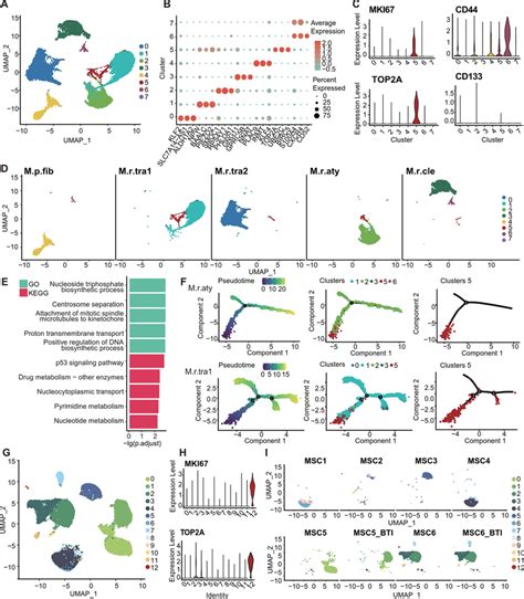 Subclustering And Pseudotime Analysis Of Macrophages In Meningiomas A