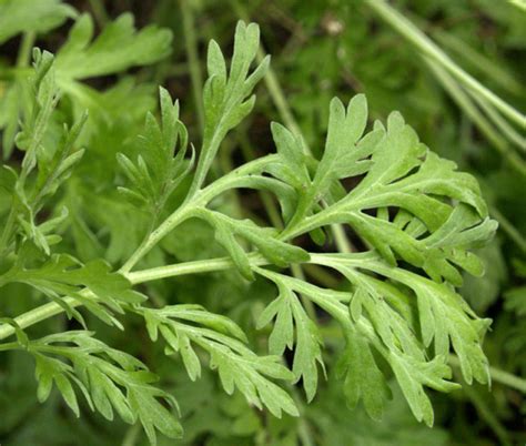 Ajenjo Propiedades Medicinales Y Formas De Uso Vidanatural Net