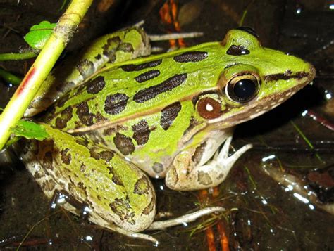 Northern Leopard Frog Care Sheet Reptiles Magazine