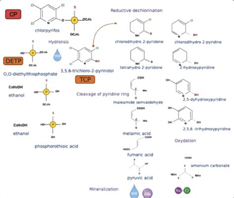 Chlorpyrifos Biodegradation Pathway Own Elaboration Download Scientific Diagram