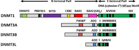 Designing Epigenome Editing Tools To Understand The Functional Role Of