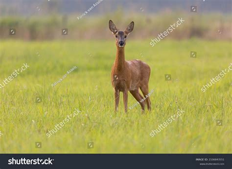 Roe Deer Summer Coat Stock Photo 2106843551 | Shutterstock