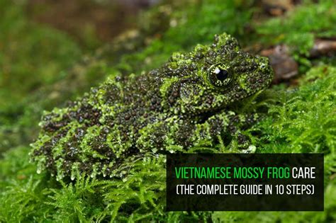 Vietnamese Mossy Frog Vivarium