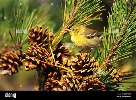 Warblers Bird Songbirds Aves Hi Res Stock Photography And Images Alamy