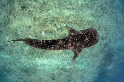 Whale Shark Anatomy