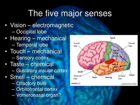 Ppt Brain Structure And Function Powerpoint Presentation Id262127