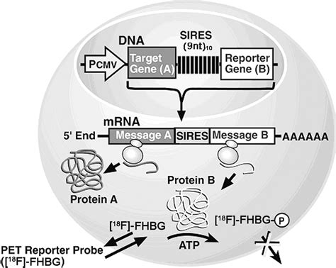 Noninvasive Monitoring Of Target Gene Expression By Imaging Reporter