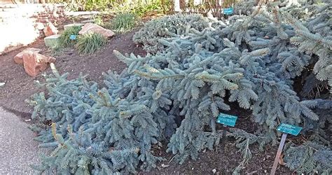 10 Best Dwarf Evergreen Trees My Garden Plant