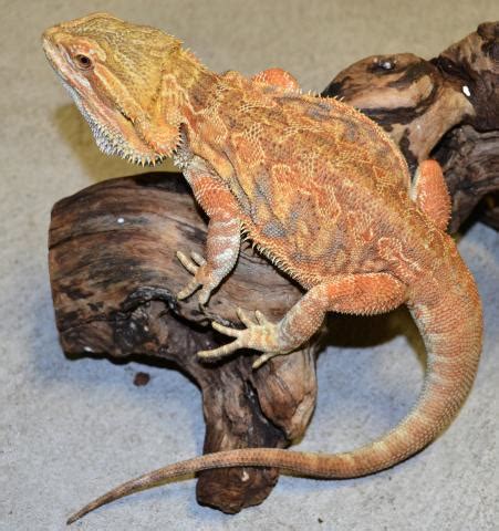 Adult Citrus Leatherback Bearded Dragons For Sale