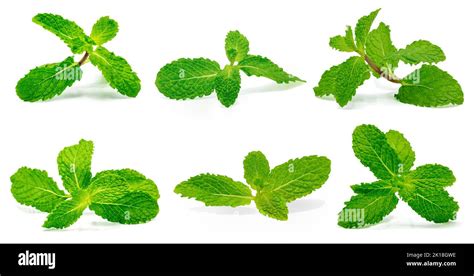 Set Fresh Raw Mint Leaves Isolated On The White Background Stock Photo