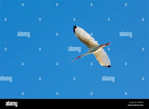 American White Ibis Eudocimus Albus With Wide Wingspan In Flight