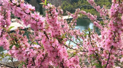 How to Plant, Grow and Care For Weeping Cherry Trees