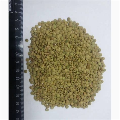 Чечевица зеленая оптом от Производителя — Agro-Kazakhstan