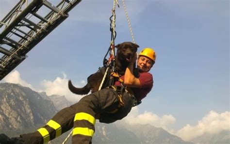 Grazie Di Tutto Art I Vigili Del Fuoco Dicono Addio Al Cane Eroe