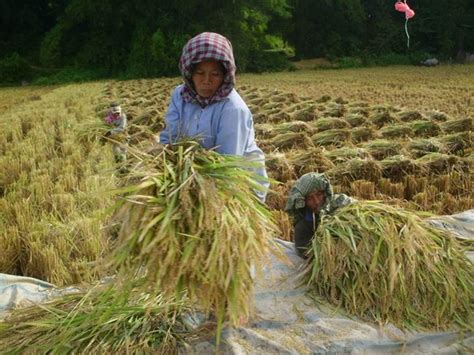 Sadis Bulog Baru Akan Beli Gabah Dari Petani Jika Harga Sudah Turun