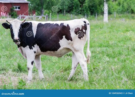 Uma Vaca Preto E Branco Na Pastagem Imagem De Stock Imagem De Vaca