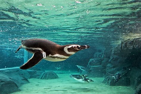 June Keyes Penguin Habitat | June Keyes Penguin Habitat | Aquarium of the Pacific