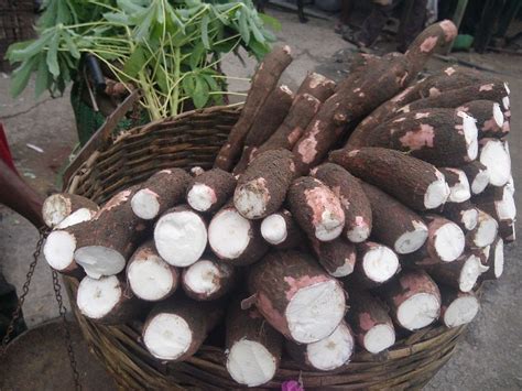 tanam ubi kayu  polybag gambar panduan  menanam ubi kayu