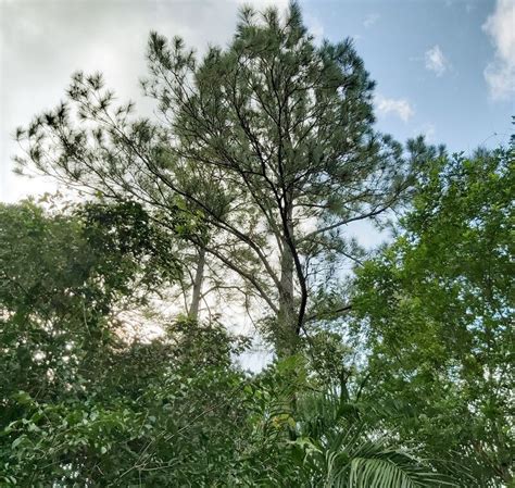 ملف Pinus caribaea Candelaria Pinar del Río Cuba 1 المعرفة