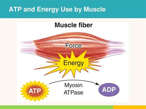 PPT - Energy Systems and Exercise PowerPoint Presentation - ID:3282112