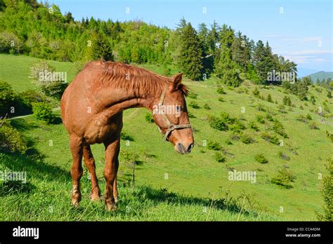 Raven Horse Hi Res Stock Photography And Images Alamy