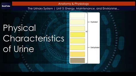 Physical Characteristics Of Urine The Urinary System Youtube