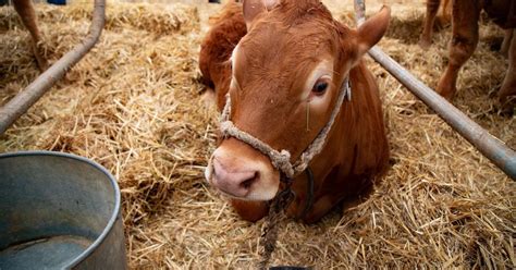 Un Recorrido En Fotograf As Por La Feria Agroganadera De Los Pedroches