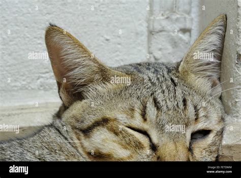 Close Up Of Cats Head Hi Res Stock Photography And Images Alamy